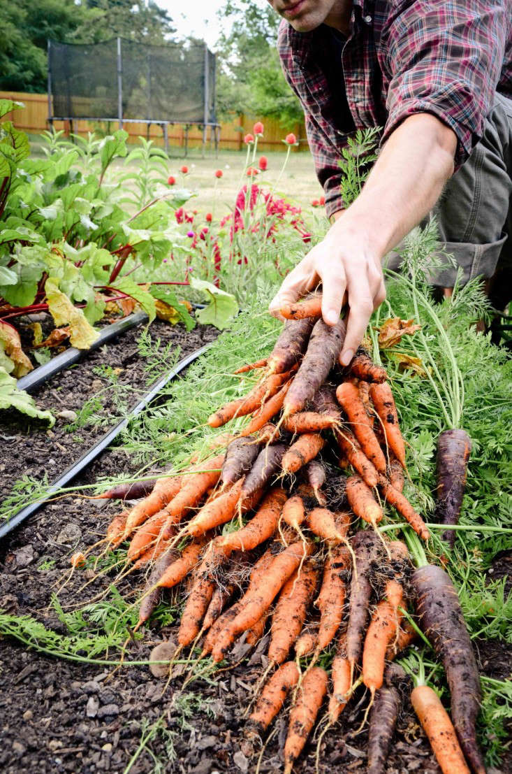 Seattle Urban Farm Company, Carrots Harvested, Photo Hilary Dahl, Gardenista